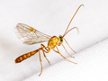 Ophion minutus